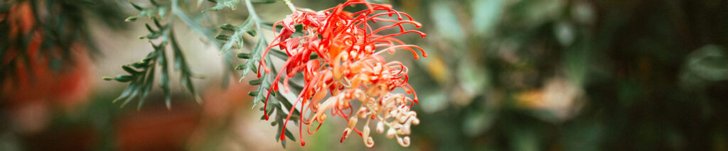 Grevillea flower