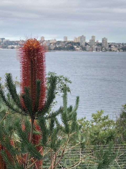 Grevillea flower in the foreground with cityscape in the background across the harbour.