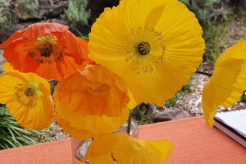 Yellow and orange poppy flowers in a vase.