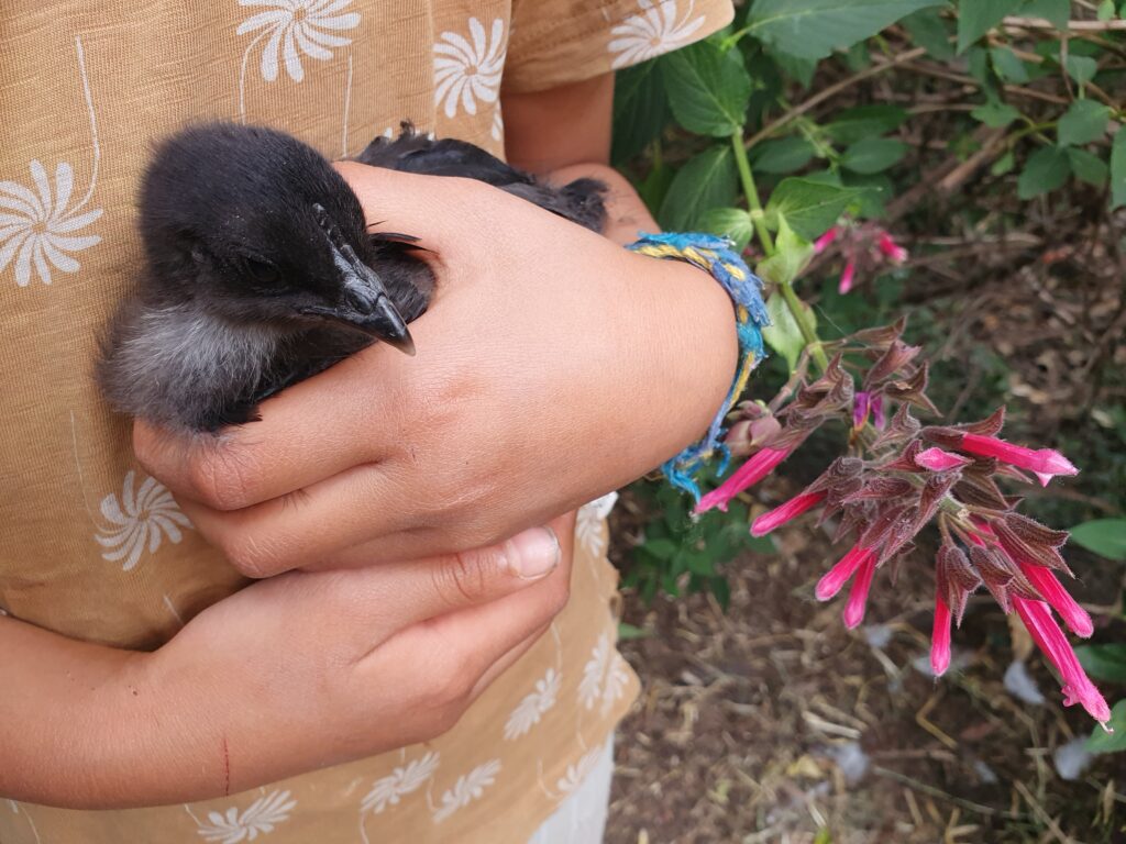 Baby chicken being held by a young child.